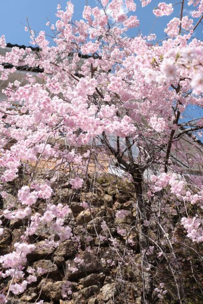 小倉公園　桜の様子　4月5日 | 新着情報