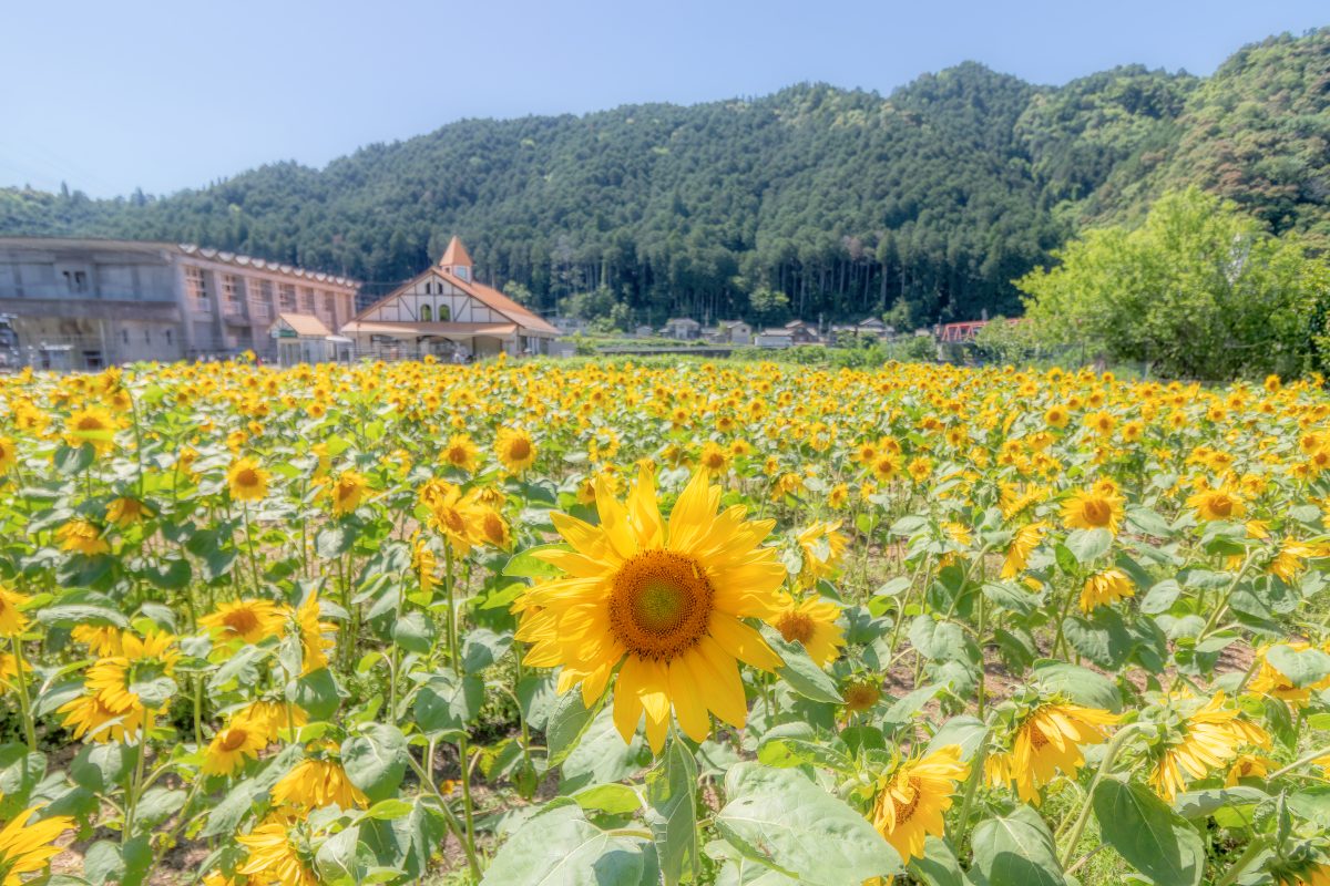 洲原ひまわりの里 | 自然・景観