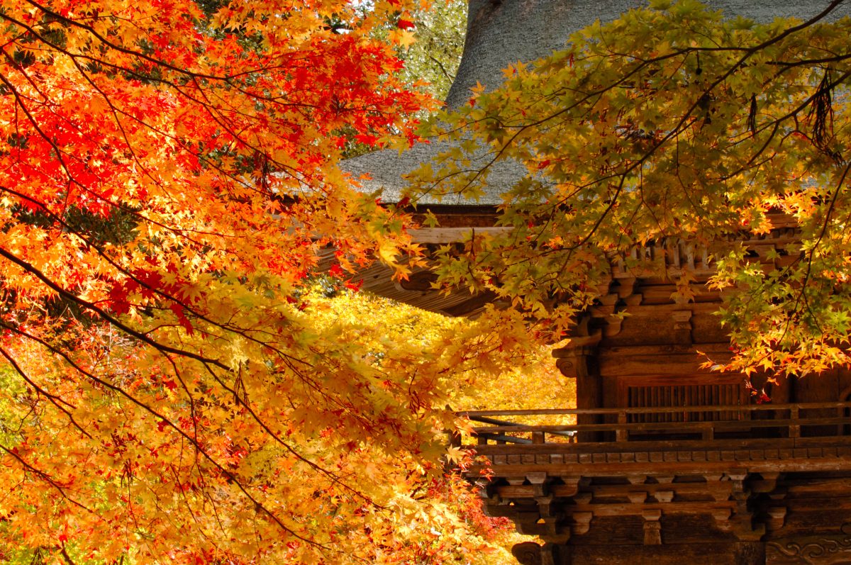 大矢田神社もみじ谷 | 秋のイベント