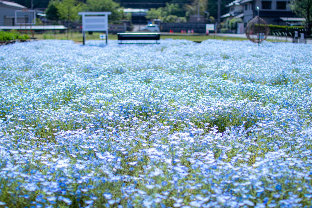 洲原ひまわりの里 | 自然・景観