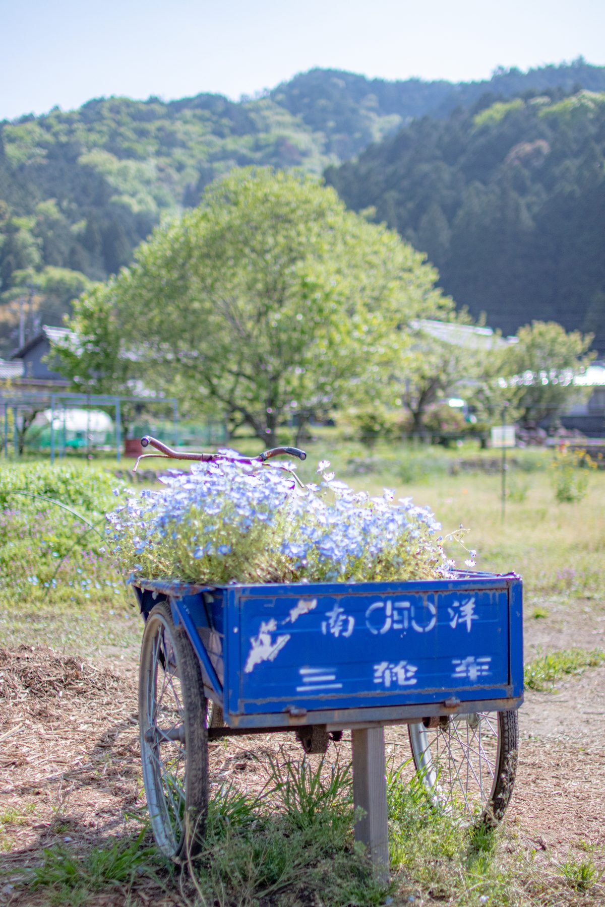 洲原ひまわりの里 | 自然・景観