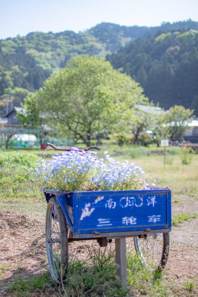 洲原ひまわりの里 | 自然・景観