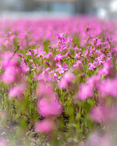 洲原ひまわりの里 | 自然・景観