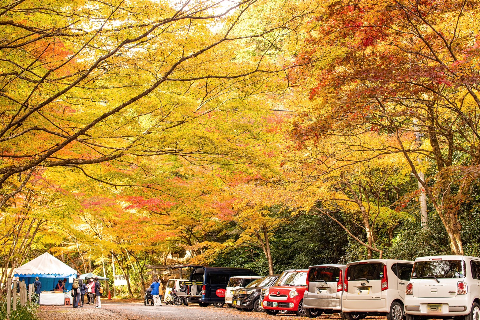 大矢田神社もみじ谷 ｜イベント/お祭り｜美濃市観光協会