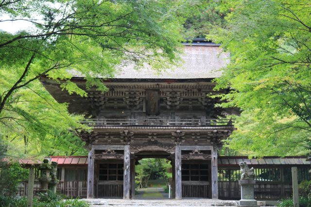 大矢田神社もみじ谷　現在の紅葉状況