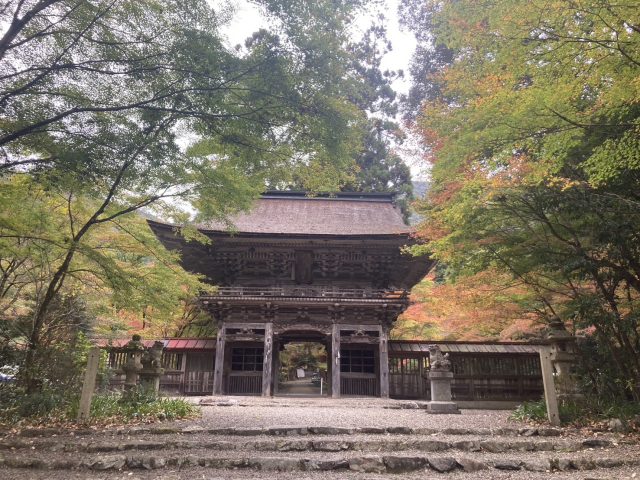 大矢田神社もみじ谷　現在の紅葉状況