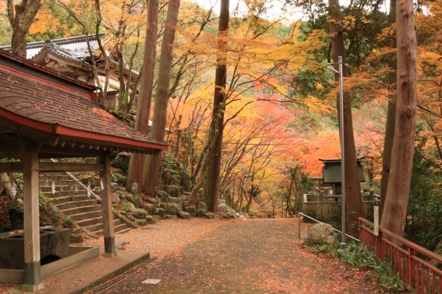 大矢田神社もみじ谷　現在の紅葉状況