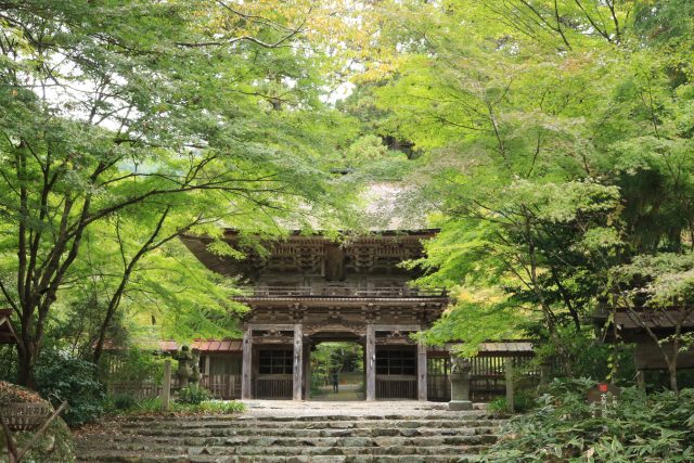 大矢田神社もみじ谷　現在の紅葉状況（2025）