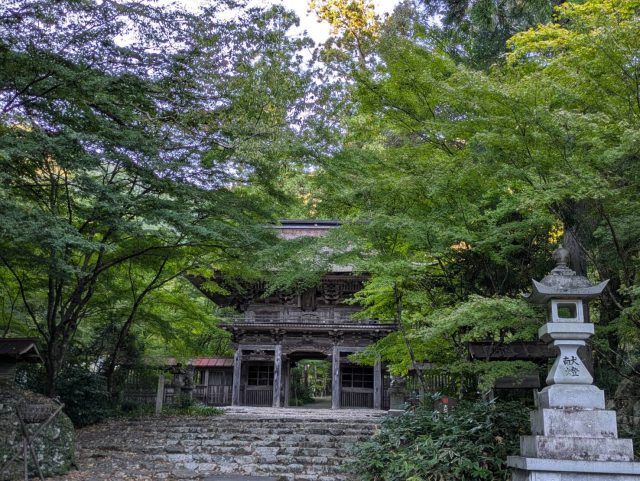 大矢田神社もみじ谷　現在の紅葉状況（2025）