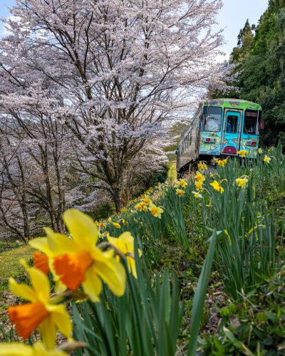 長良川鉄道　桜とスイレン | その他
