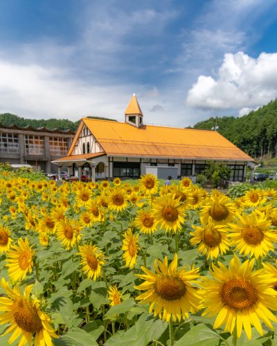 洲原ひまわりの里2 | 観光スポット