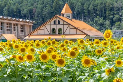 洲原ひまわりの里1 | 観光スポット
