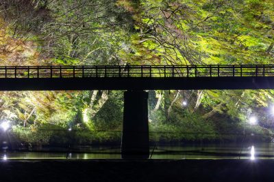 助右ヱ門サのもみじライトアップ1 | 秋