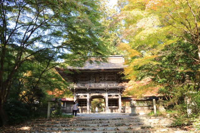 大矢田神社もみじ谷　現在の紅葉状況（2025）