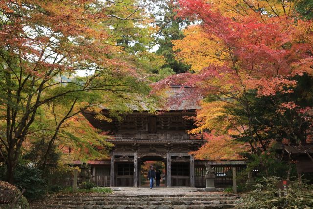 大矢田神社もみじ谷　現在の紅葉状況（2025）