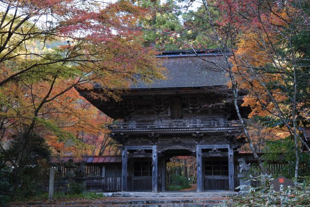 大矢田神社もみじ谷　現在の紅葉状況（2025）