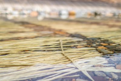 コウゾの寒ざらし2 | 冬