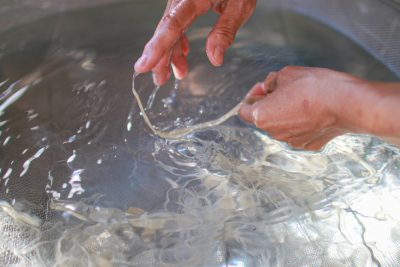 紙漉き　原料2 | 特産品