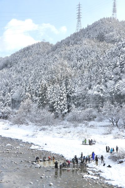 コウゾの寒ざらし1 | 冬