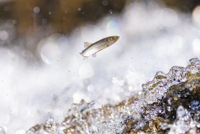 鮎の遡上 | 特産品