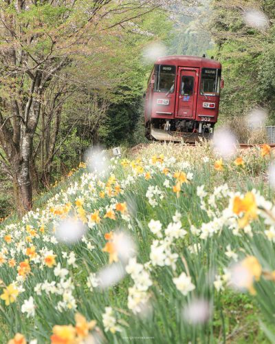 長良川鉄道 | その他