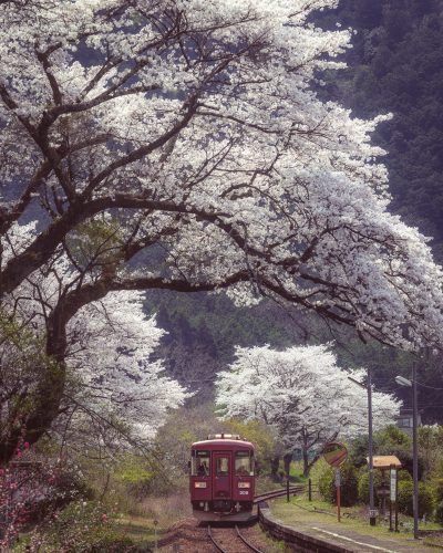 長良川鉄道　湯の洞温泉口駅　桜　縦（4：5） | その他
