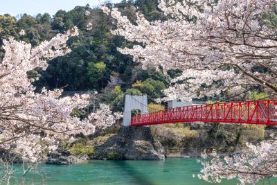 美濃橋　桜　横（3：2） | 観光スポット