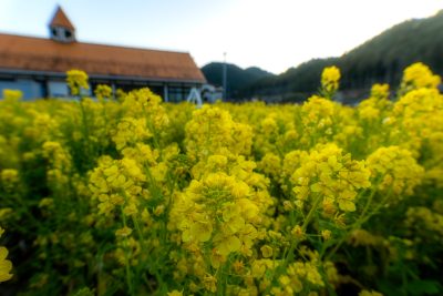 洲原ひまわりの里　菜の花　横（3：2） | 観光スポット