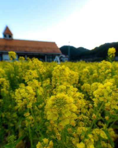 洲原ひまわりの里　菜の花　縦 （4：5） | 観光スポット