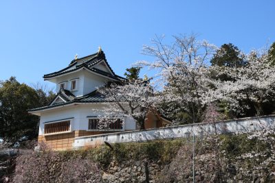小倉公園　現在の桜開花状況(2026) | 新着情報