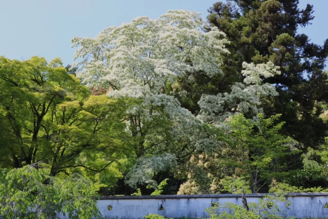 .
今見頃を迎えているナンジャモンジャの木が
小倉公園でもきれいに咲いています🌳✨

白いふわふわしたお花が楽しめるのは
開花してから約10日ほどだそうです！

うだつの上がる町並みから徒歩10～15分🚶
子供たちが遊べる遊具や、
長良川や町並みを一望出来るお城風展望台もあります！

猛暑が来る前に…
緑が生い茂る小倉公園に、ぜひ遊びにお越しください😊

小倉公園（おぐらこうえん）
📍美濃市1571-3

🚙駐車場あり（無料）

#美濃市
#美濃
#mino
#ナンジャモンジャの木
#ヒトツバタゴ
#小倉公園
#お城風展望台
#うだつの上がる町並み
#岐阜
#gifu